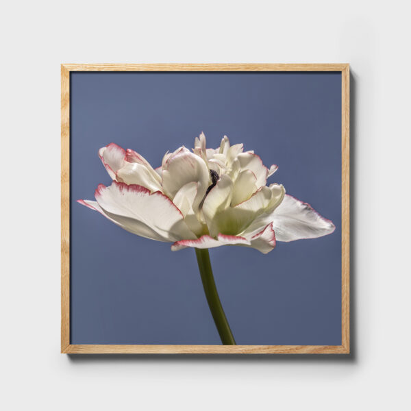 Labò Home Decor - shop - Arte - Papavero Bianco